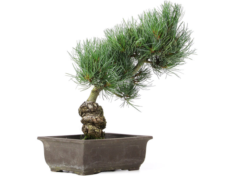 Pinus parviflora, 32 cm, ± 15 jaar oud