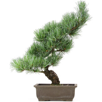 Pinus parviflora, 42 cm, ± 15 anni