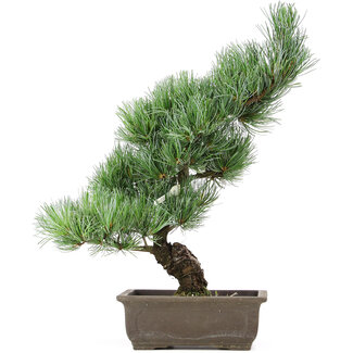 Pinus parviflora, 42 cm, ± 15 Jahre alt