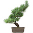 Pinus parviflora, 42 cm, ± 15 anni