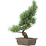 Pinus parviflora, 42 cm, ± 15 anni