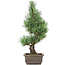 Pinus parviflora, 42 cm, ± 15 years old