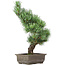 Pinus parviflora, 42 cm, ± 15 anni