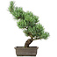 Pinus parviflora, 42 cm, ± 15 anni