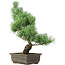 Pinus parviflora, 42 cm, ± 15 years old