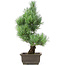 Pinus parviflora, 42 cm, ± 15 anni