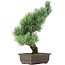 Pinus parviflora, 42 cm, ± 15 years old