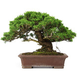 Juniperus chinensis Itoigawa, 25 cm, ± 25 jaar oud