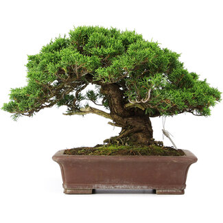 Juniperus chinensis Itoigawa, 25 cm, ± 25 años