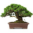 Juniperus chinensis Itoigawa, 25 cm, ± 25 jaar oud