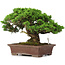 Juniperus chinensis Itoigawa, 25 cm, ± 25 anni