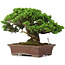 Juniperus chinensis Itoigawa, 25 cm, ± 25 years old