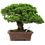 Juniperus chinensis Itoigawa, 25 cm, ± 25 anni