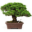 Juniperus chinensis Itoigawa, 25 cm, ± 25 years old
