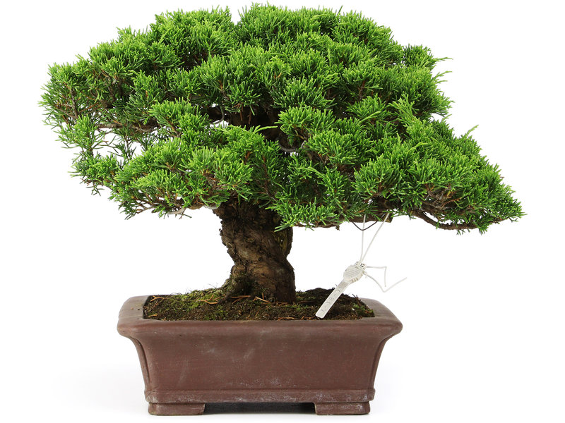 Juniperus chinensis Itoigawa, 25 cm, ± 25 jaar oud