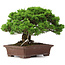 Juniperus chinensis Itoigawa, 25 cm, ± 25 anni