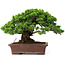 Juniperus chinensis Itoigawa, 25 cm, ± 25 anni