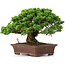 Juniperus chinensis Itoigawa, 25 cm, ± 25 jaar oud