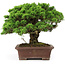 Juniperus chinensis Itoigawa, 25 cm, ± 25 anni