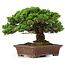 Juniperus chinensis Itoigawa, 25 cm, ± 25 anni