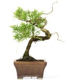 Juniperus chinensis Itoigawa, 12 cm, ± 5 jaar oud