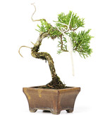 Juniperus chinensis Itoigawa, 12 cm, ± 5 jaar oud