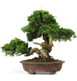 Juniperus chinensis Itoigawa, 35 cm, ± 25 jaar oud