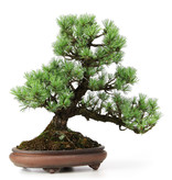 Pinus parviflora, 34 cm, ± 30 jaar oud, met kurkschors