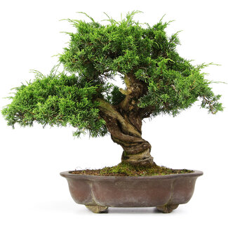 Juniperus chinensis Itoigawa, 34 cm, ± 20 años