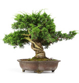 Juniperus chinensis Itoigawa, 34 cm, ± 20 jaar oud