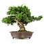 Juniperus chinensis Itoigawa, 34 cm, ± 20 anni