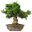Juniperus chinensis Itoigawa, 34 cm, ± 20 years old