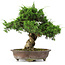 Juniperus chinensis Itoigawa, 34 cm, ± 20 years old