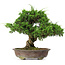 Juniperus chinensis Itoigawa, 34 cm, ± 20 anni