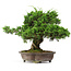 Juniperus chinensis Itoigawa, 34 cm, ± 20 anni