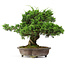 Juniperus chinensis Itoigawa, 34 cm, ± 20 jaar oud