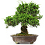 Juniperus chinensis Itoigawa, 34 cm, ± 20 anni