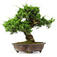 Juniperus chinensis Itoigawa, 34 cm, ± 20 anni