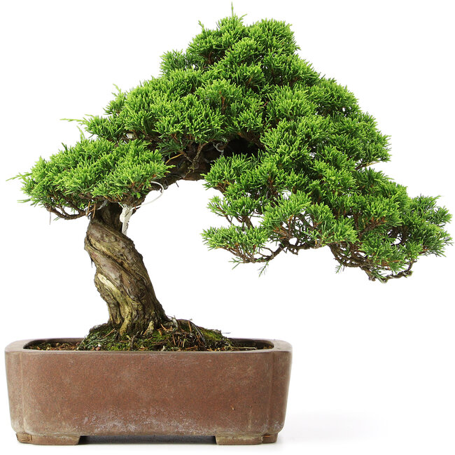 Juniperus chinensis Itoigawa, 30 cm, ± 20 Jahre alt, in einem handgefertigten japanischen Gyouzan-Topf
