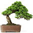 Juniperus chinensis Itoigawa, 30 cm, ± 20 jaar oud, in een handgemaakte Japanse Gyouzan pot