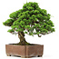 Juniperus chinensis Itoigawa, 30 cm, ± 20 ans, dans un pot Gyouzan japonais fait à la main
