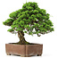 Juniperus chinensis Itoigawa, 30 cm, ± 20 Jahre alt, in einem handgefertigten japanischen Gyouzan-Topf