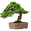 Juniperus chinensis Itoigawa, 30 cm, ± 20 jaar oud, in een handgemaakte Japanse Gyouzan pot