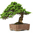 Juniperus chinensis Itoigawa, 30 cm, ± 20 Jahre alt, in einem handgefertigten japanischen Gyouzan-Topf