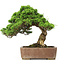 Juniperus chinensis Itoigawa, 30 cm, ± 20 jaar oud, in een handgemaakte Japanse Gyouzan pot