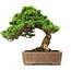 Juniperus chinensis Itoigawa, 30 cm, ± 20 years old, in a handmade Japanese Gyouzan pot
