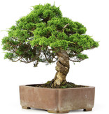 Gyouzan - Yukizyou Nakano & Yuuji Nakano Juniperus chinensis Itoigawa, 30 cm, ± 20 jaar oud, in een handgemaakte Japanse Gyouzan pot
