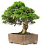 Juniperus chinensis Itoigawa, 30 cm, ± 20 años, en una olla Gyouzan japonesa hecha a mano
