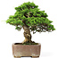 Juniperus chinensis Itoigawa, 30 cm, ± 20 jaar oud, in een handgemaakte Japanse Gyouzan pot