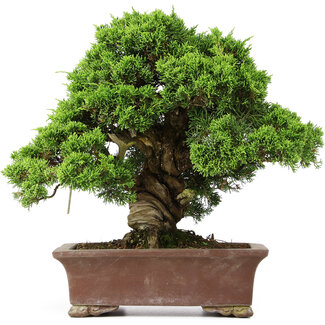 Juniperus chinensis Itoigawa, 34 cm, ± 25 years old